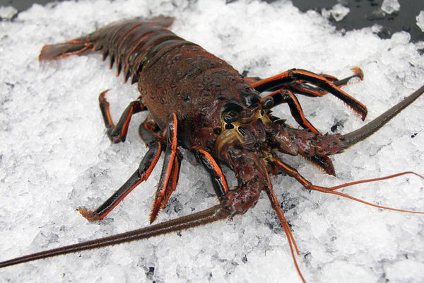 California Spiny Lobster, Whole, Live – Catalina Offshore Products